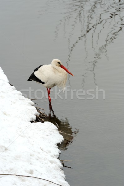 Storch schönen Park Freien Natur Schönheit Stock foto © byrdyak