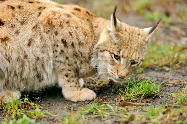 Young lynx Stock photo © byrdyak