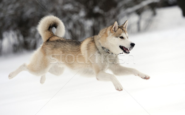 Husky Stock photo © byrdyak