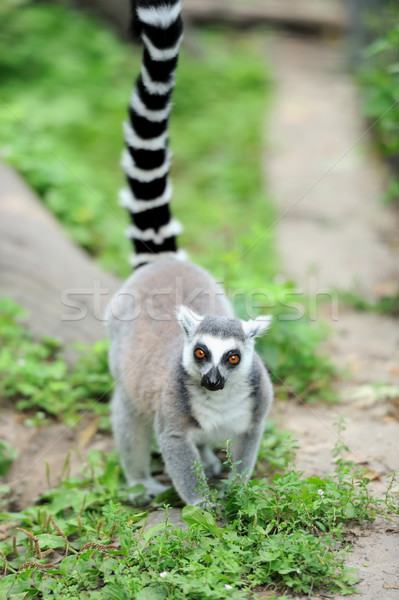 Young ring-tailed lemur Stock photo © byrdyak