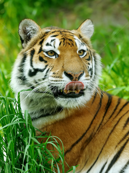 Foto stock: Tigre · tigres · verano · día · ojo · gato