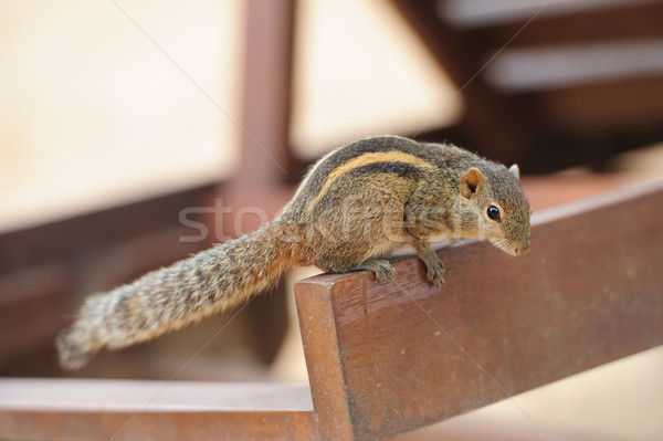 Chipmunk árvore Sri Lanka primavera olhos Foto stock © byrdyak