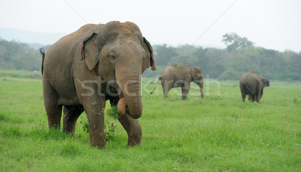 Słonie parku lata podróży słoń asian Zdjęcia stock © byrdyak