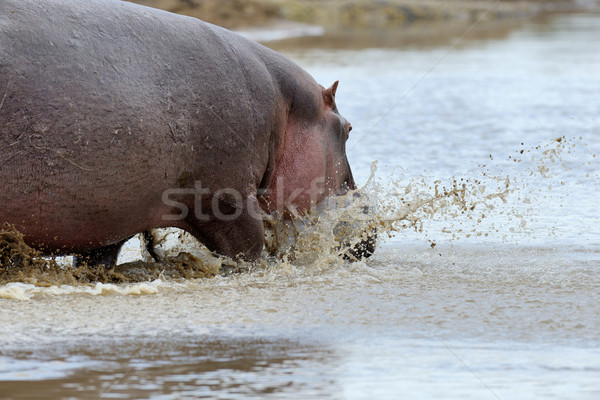 Hippo family Stock photo © byrdyak