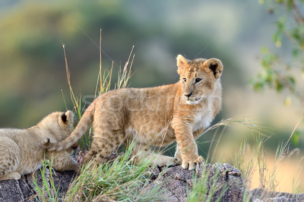 Löwen african Park Kenia Afrika Stock foto © byrdyak