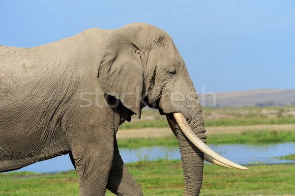 Сток-фото: слон · парка · Кения · большой · Африка · ребенка