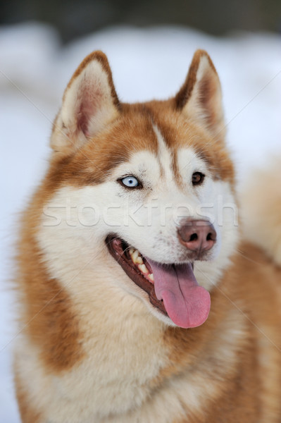 Siberian husky dog portrait Stock photo © byrdyak