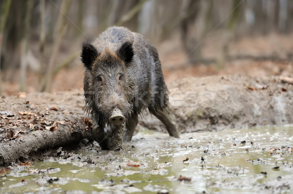 Wild boar Stock photo © byrdyak