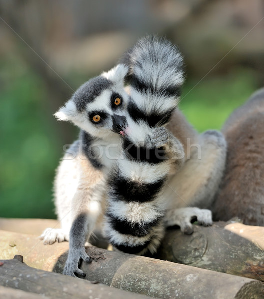 Young ring-tailed lemur Stock photo © byrdyak