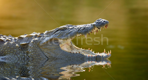 Krokodil nagy park Sri Lanka természet tó Stock fotó © byrdyak