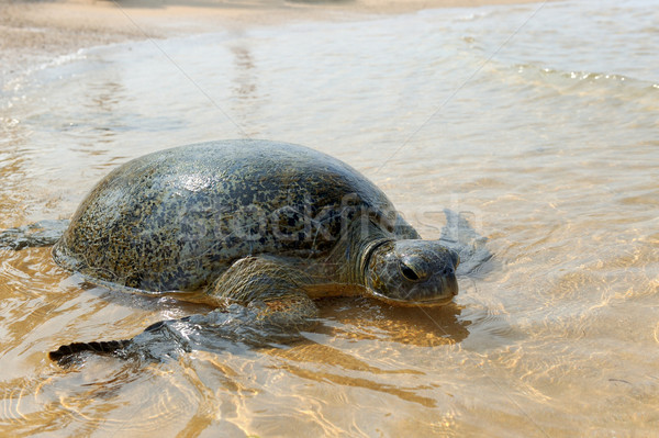 Turtle Stock photo © byrdyak