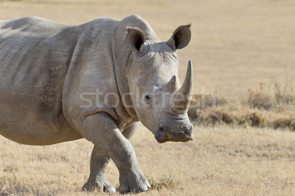 Rhino африканских белый парка Кения ребенка Сток-фото © byrdyak