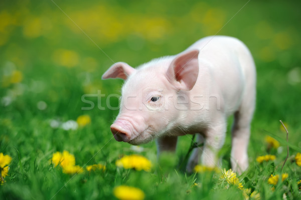 [[stock_photo]]: Jeunes · porc · herbe · verte · printemps · nature · été