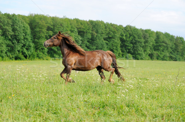 Horse Stock photo © byrdyak