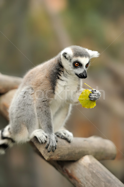 Lemur Stock photo © byrdyak