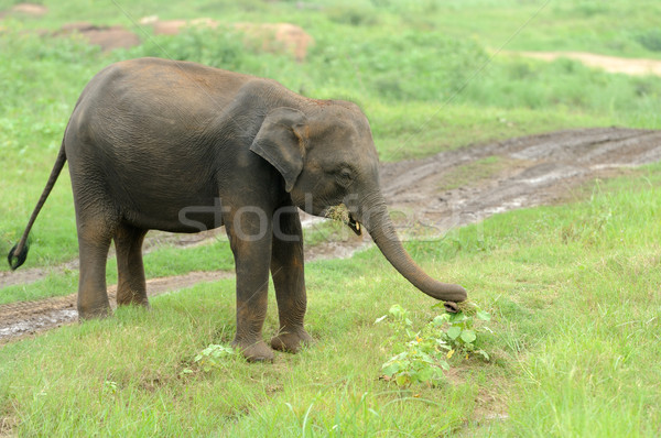 Elefantes parque Sri Lanka bebé fondo piel Foto stock © byrdyak