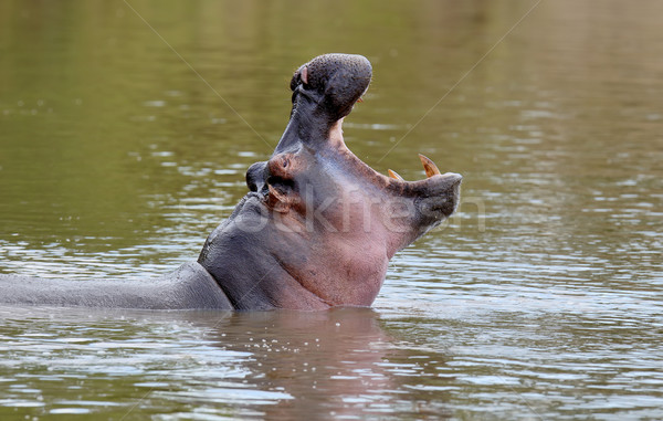 Ippopotamo famiglia ippopotamo acqua africa gruppo Foto d'archivio © byrdyak
