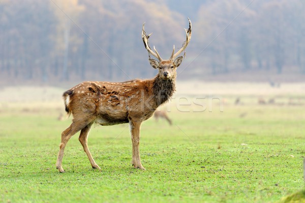 Deer in autumn field Stock photo © byrdyak