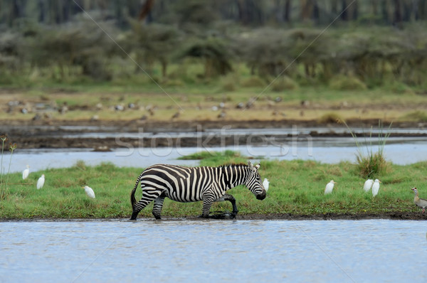 Zebra meer park afrika Kenia natuur Stockfoto © byrdyak