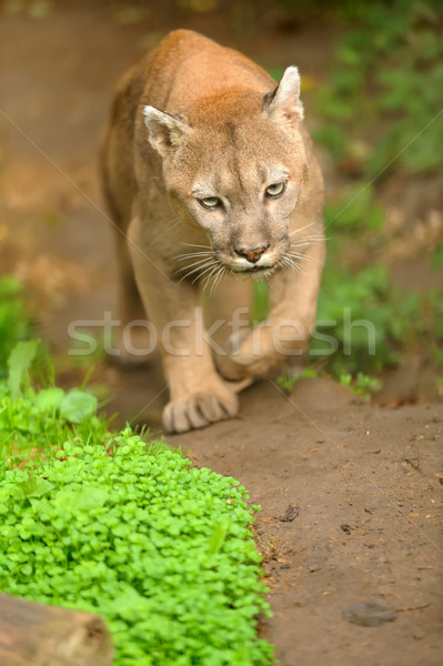 クーガー 徒歩 動物 移動 リラックス モンタナ ストックフォト © byrdyak