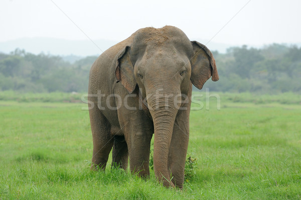Elefanten Park Sri Lanka Baby Hintergrund Haut Stock foto © byrdyak