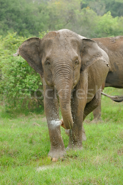 Słonie parku Sri Lanka baby tle skóry Zdjęcia stock © byrdyak