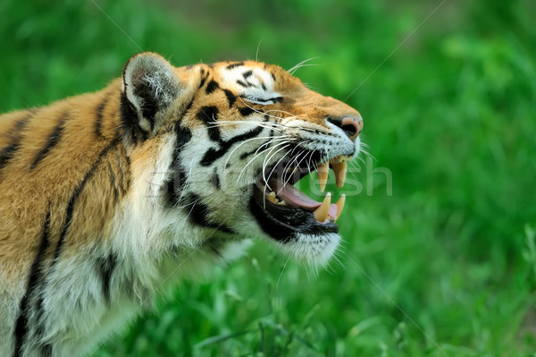 Stockfoto: Tijger · tijgers · zomer · dag · oog · kat