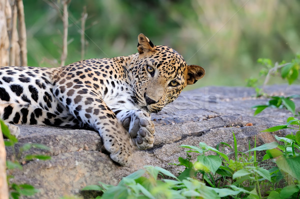 Leopárd vad sziget Sri Lanka szem arc Stock fotó © byrdyak