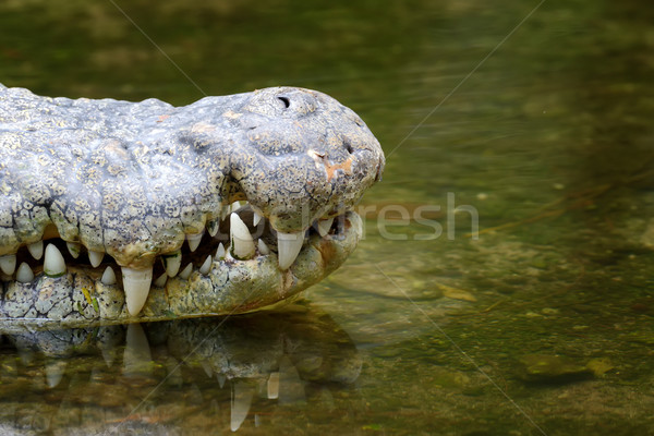 Krokodil fej víz park Kenya Afrika Stock fotó © byrdyak