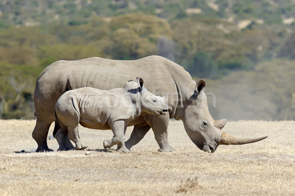 [[stock_photo]]: Africaine · blanche · rhino · parc · Kenya · Afrique