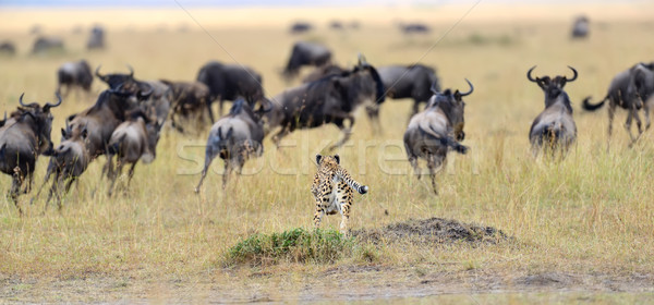 Cheetah pursuit a wildebeest Stock photo © byrdyak