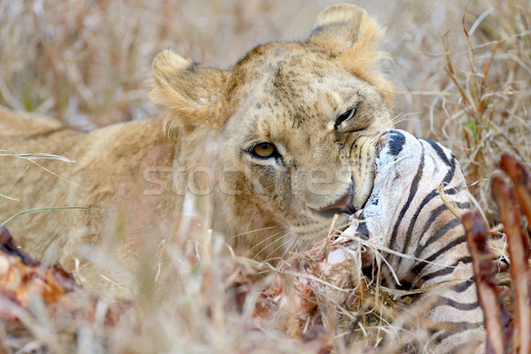 Alimentação zebra leão parque Quênia África Foto stock © byrdyak