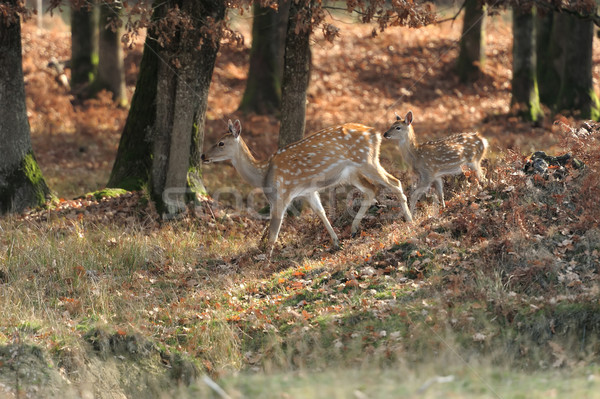 Deer in autumn field Stock photo © byrdyak
