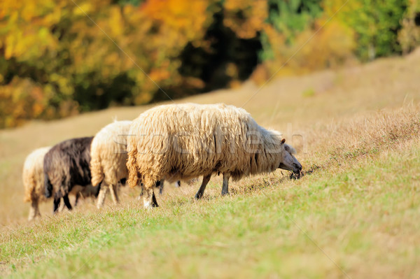  Sheep on a field Stock photo © byrdyak