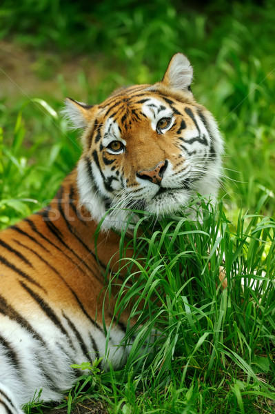 Tiger Tiger Sommer Tag Auge Katze Stock foto © byrdyak