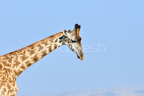 長頸鹿 公園 肯尼亞 非洲 眼 面對 商業照片 © byrdyak