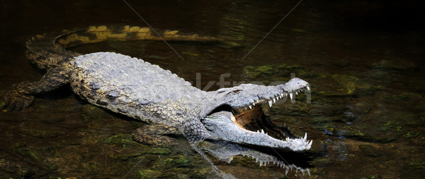 Big crocodile in water Stock photo © byrdyak