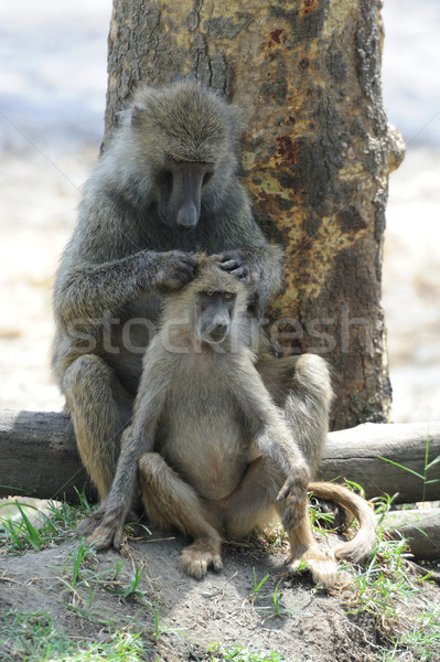 Olijfolie baviaan jonge park Kenia gezicht Stockfoto © byrdyak