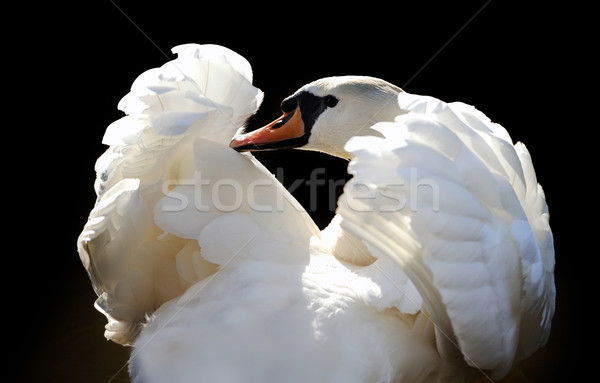 Swan Stock photo © byrdyak