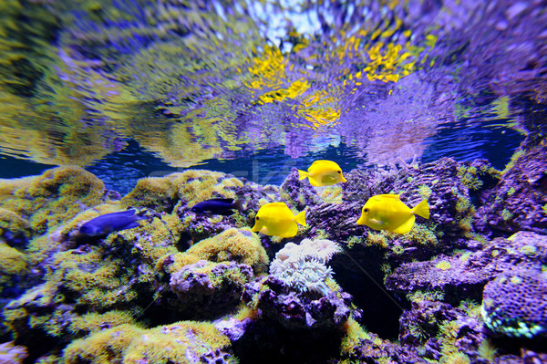 Podwodne scena inny kolorowy Zdjęcia stock © byrdyak