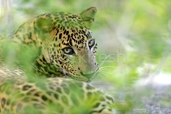 Leoparden Insel Sri Lanka Auge Gesicht Stock foto © byrdyak