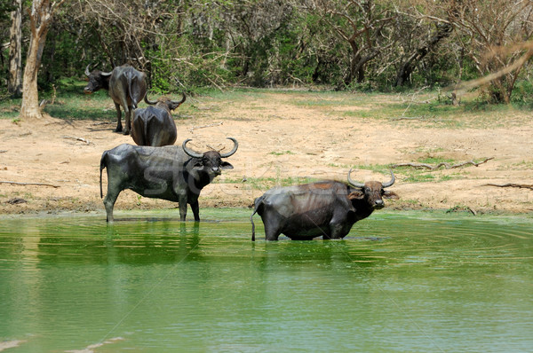 Water buffalo are bathing in a lake Stock photo © byrdyak