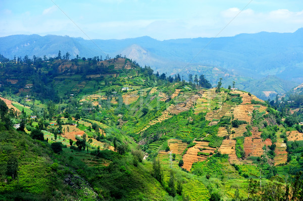 Sri Lanka manzara ahşap doğa dağ yeşil Stok fotoğraf © byrdyak