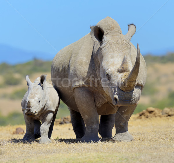 африканских белый Rhino парка Кения Африка Сток-фото © byrdyak