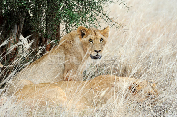 Zárt oroszlán park Kenya Afrika macska Stock fotó © byrdyak