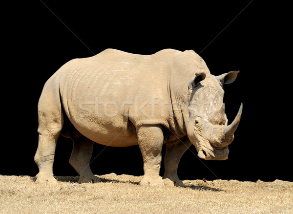 Rhino темно африканских белый парка Кения Сток-фото © byrdyak