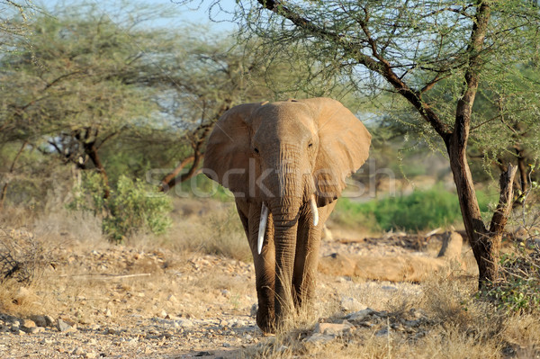 Imagine de stoc: Elefant · parc · Kenia · copil · iarbă