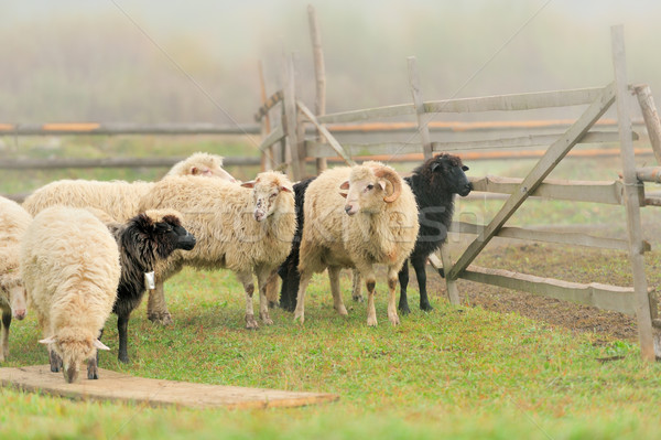 Sheep Stock photo © byrdyak