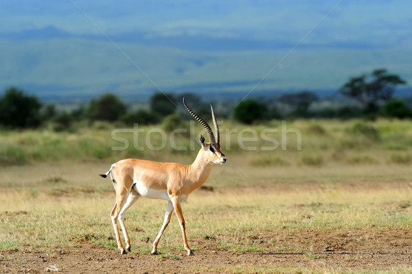 Gazzella savana parco Kenia africa sfondo Foto d'archivio © byrdyak
