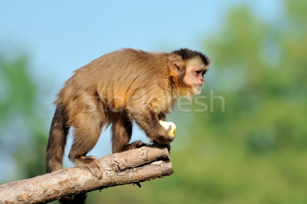 Capuchin monkey Stock photo © byrdyak